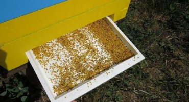 Jak přesně včely sbírají a přenášejí pyl, jak tvoří nektar